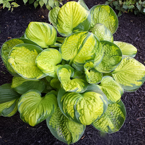 hosta-rainforest-sunrise