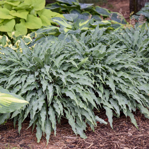 hosta-silly-string