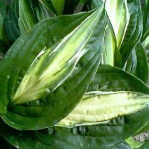 hosta-striptease