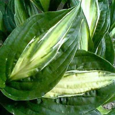 hosta-striptease