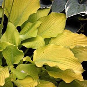 hosta-sun-power