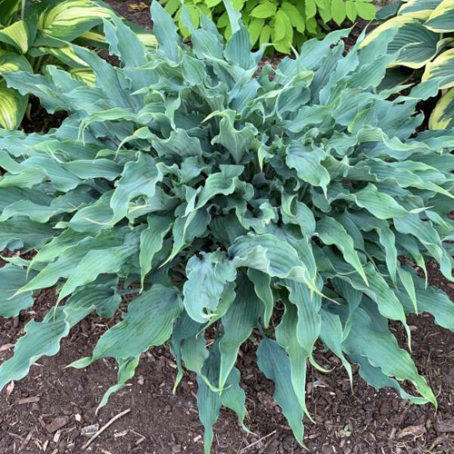 hosta-wild-imagination