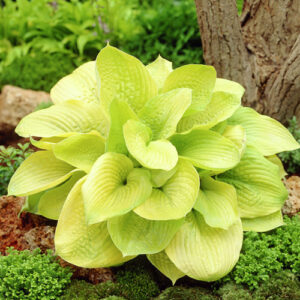 hosta-zounds