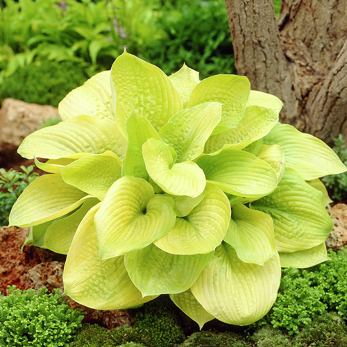 hosta-zounds