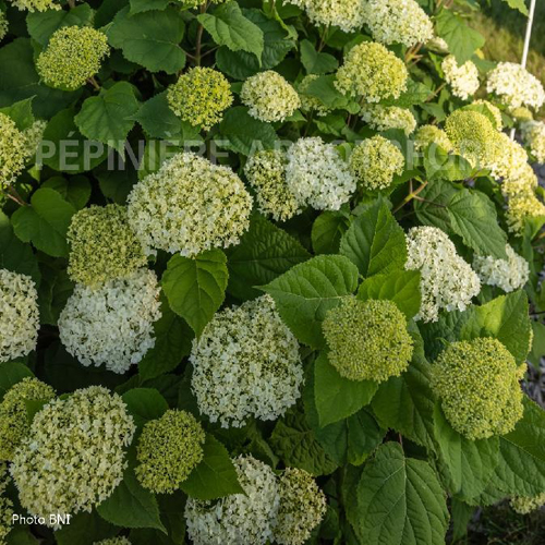 hydrangea-flowerfull
