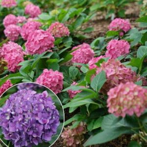 hydrangea-macrophylla-lets-dance-arriba