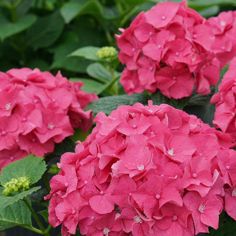 hydrangea-macrophylla-lets-dance-big-band