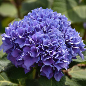hydrangea-macrophylla-lets-dance-rhythmic-blue