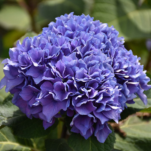 hydrangea-macrophylla-lets-dance-rhythmic-blue