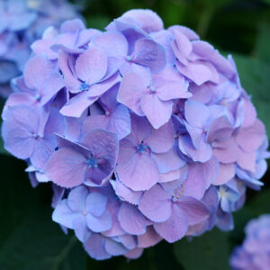 hydrangea-macrophylla-lets-dance-sky-view