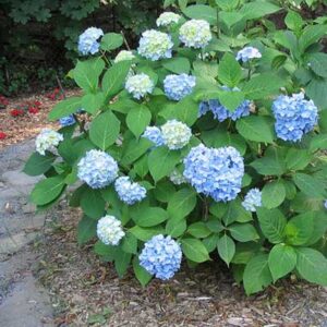 hydrangea-macrophylla-nikko-blue