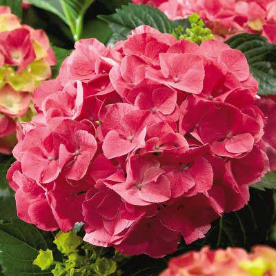 hydrangea-macrophylla-red-sensation