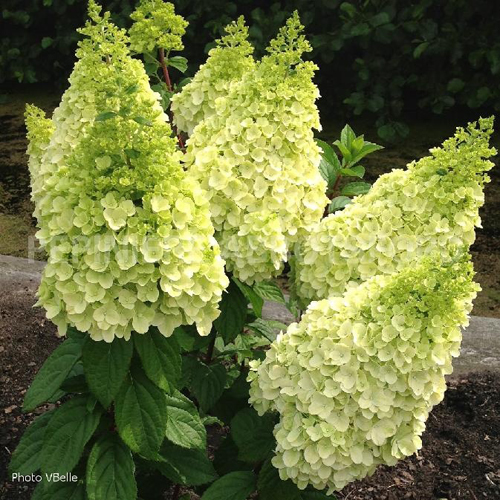 hydrangea-moonrock