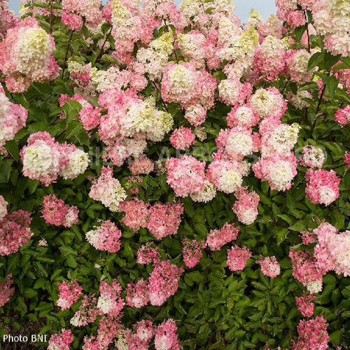 hydrangea-paniculata-berry-white