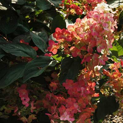 hydrangea-paniculata-burgundy-lace