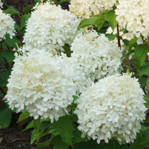 hydrangea-paniculata-puffer-fish