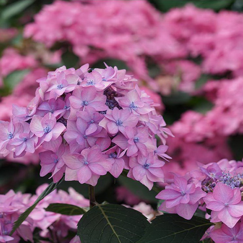 hydrangea-serrata-lets-dance-can-do
