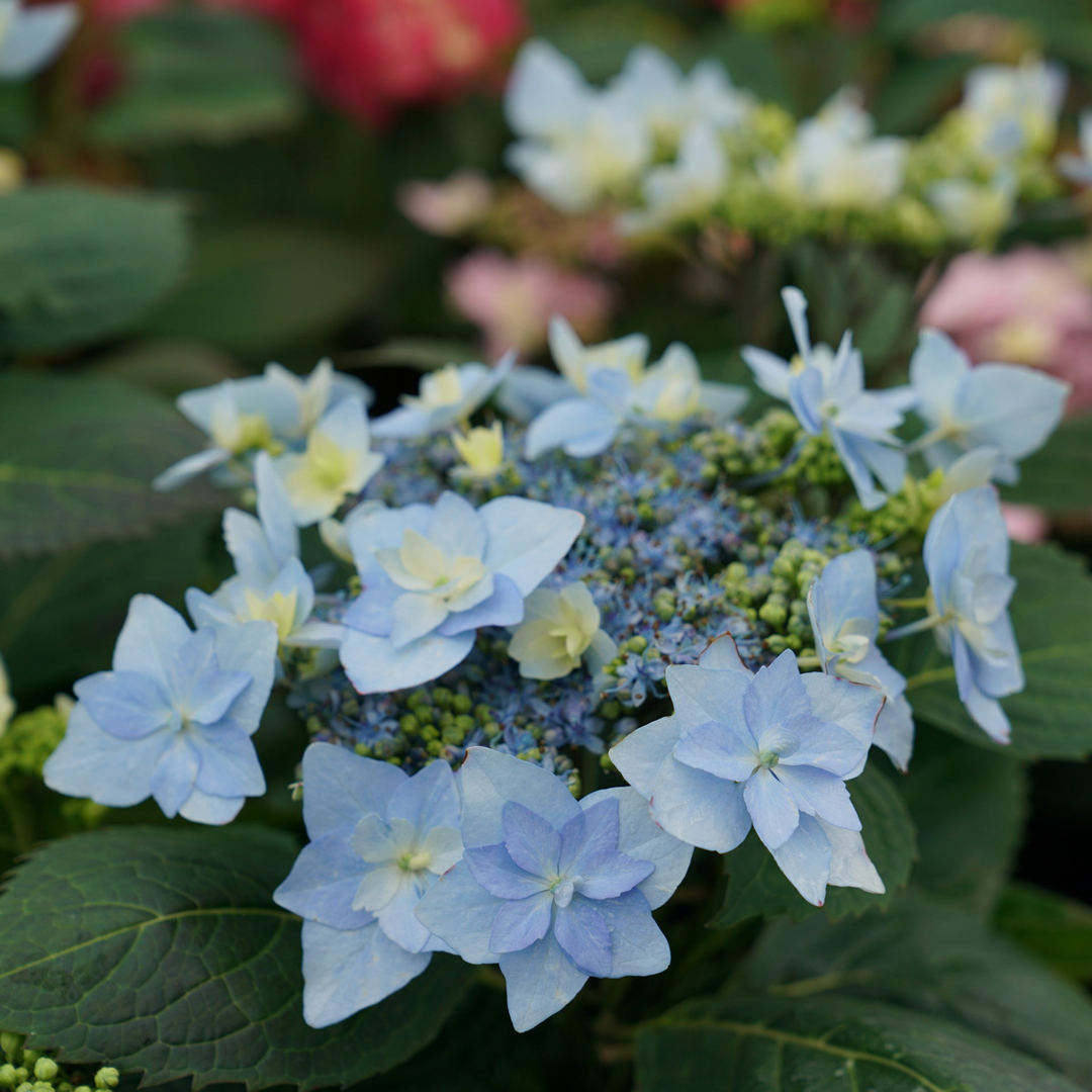 hydrangea-serrata-tuff-stuff-ah-ha
