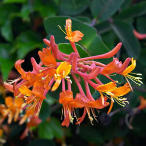 lonicera-mandarin-sans