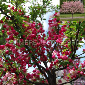 malus-coralburst