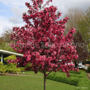 malus-royal-raindrops