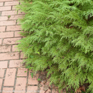 microbiota-decussata-celtic-pride