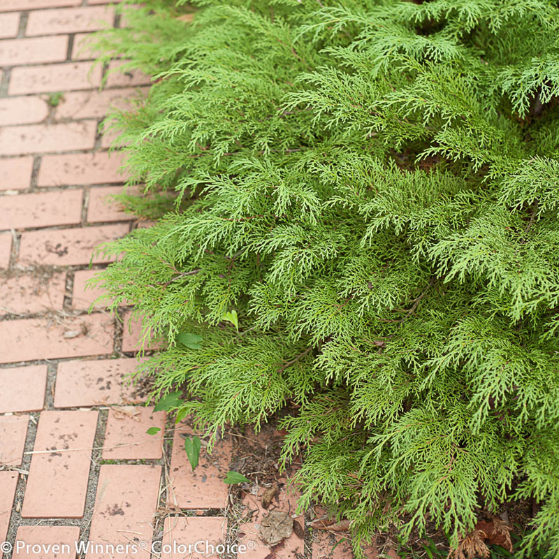 microbiota-decussata-celtic-pride