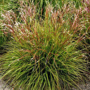 miscanthus-sinensis-cute-one