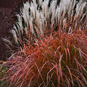 miscanthus-sinensis-little-miss