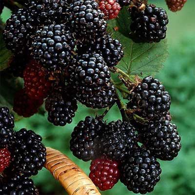 murier-chester-sans-epines