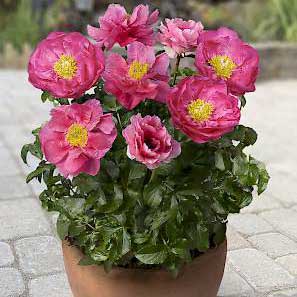paeonia-athens