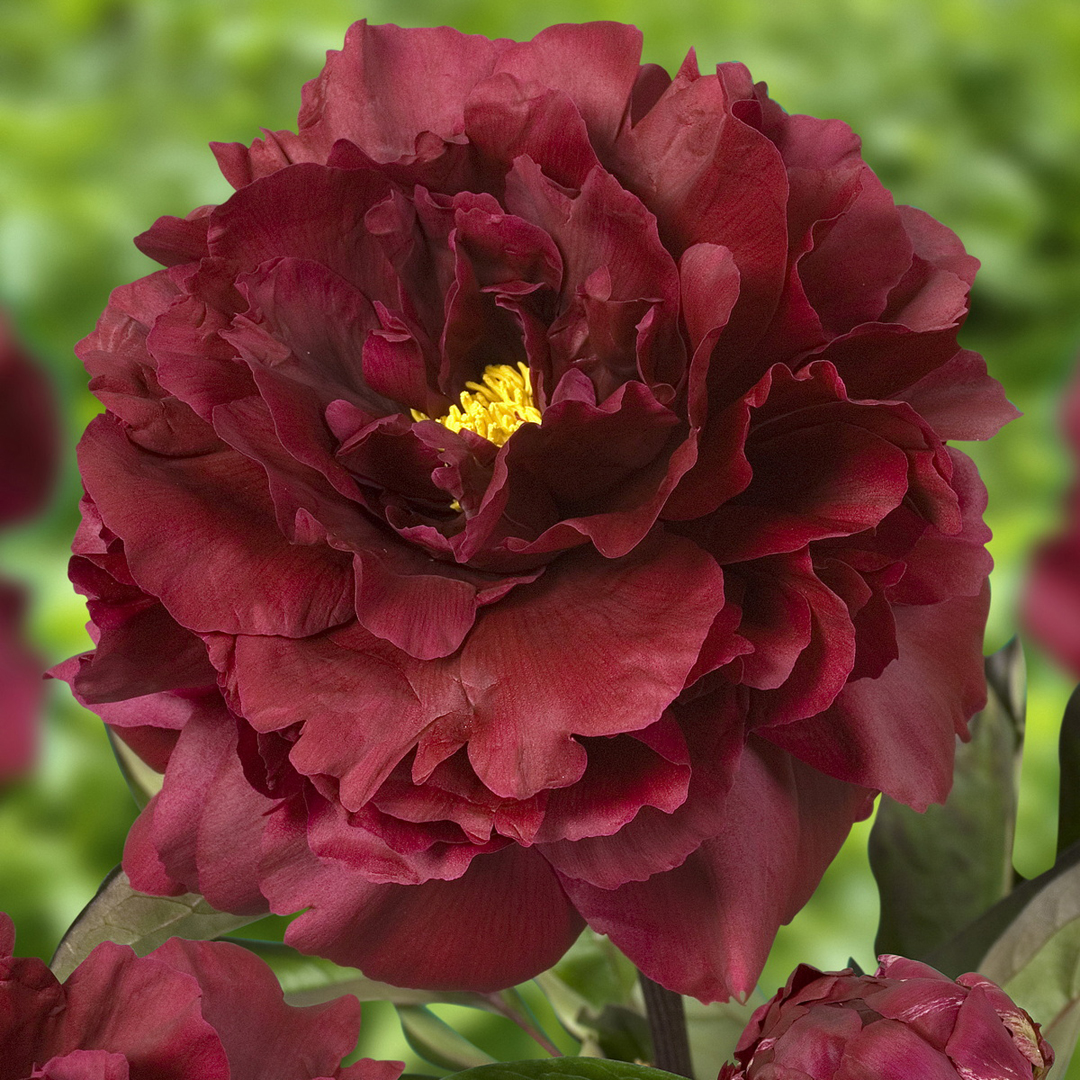 paeonia-black-beauty