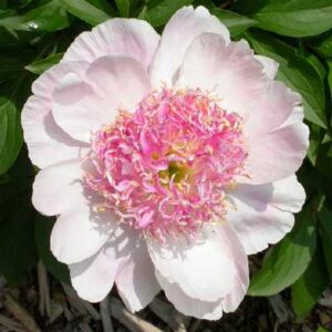 paeonia-do-tell