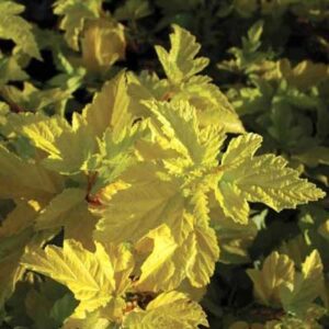 physocarpus-opulifolius-lemon-candy