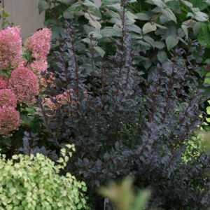 physocarpus-opulifolius-tiny-wine