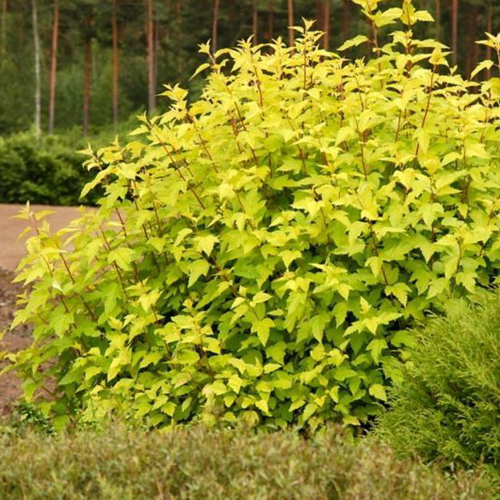 physocarpus-opulifolius-tiny-wine-gold