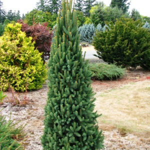 picea-abies-cupressina
