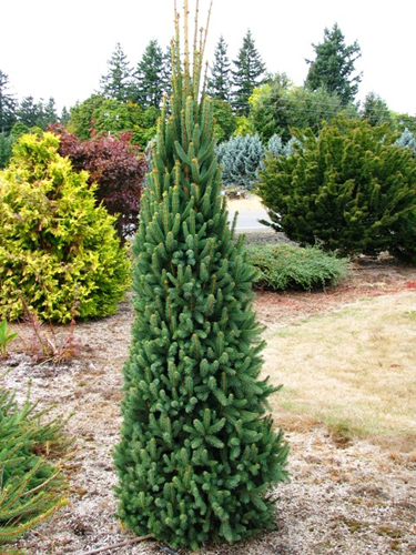 picea-abies-cupressina