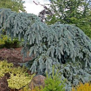 picea-pungens-the-blues