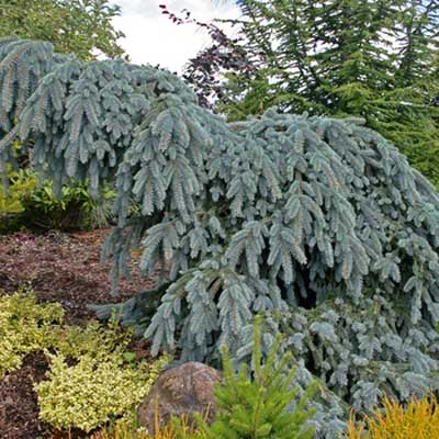 picea-pungens-the-blues