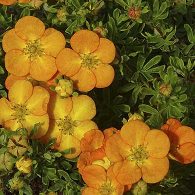 potentilla-fruticosa-bella-sol