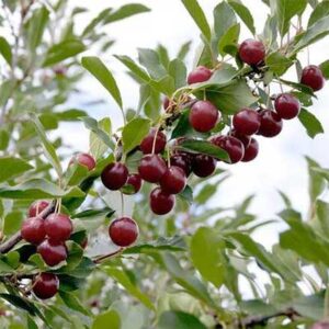 prunus-cerasus-d-artagnan