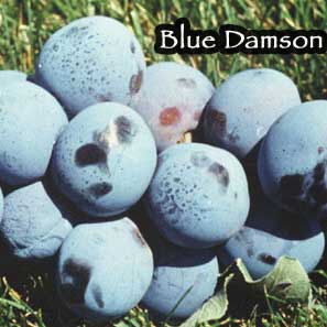 prunus-domestica-damas-blue