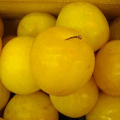 prunus-domestica-reine-claude