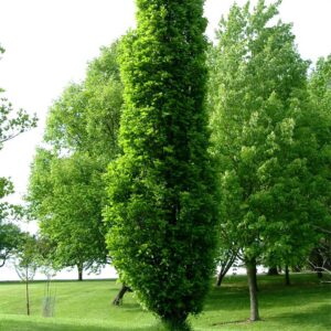 quercus-warei-kindred-spirit