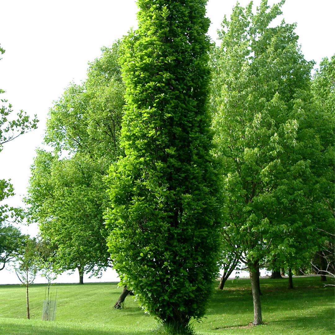 quercus-warei-kindred-spirit