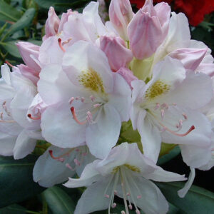 rhododendron-album