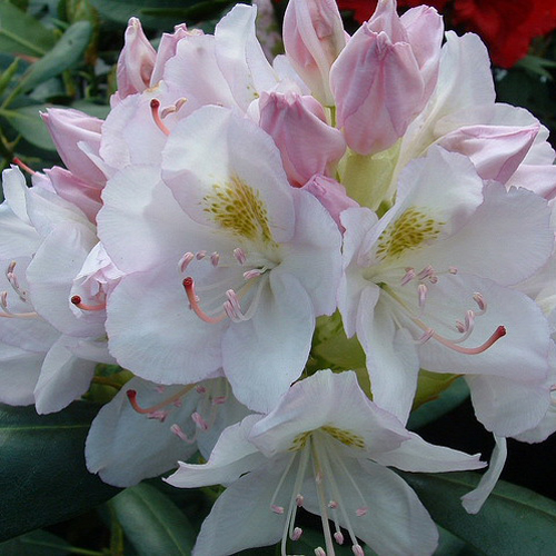 rhododendron-album