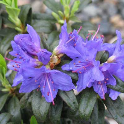 rhododendron-blue-baron