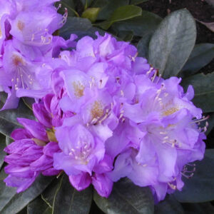 rhododendron-minnetonka